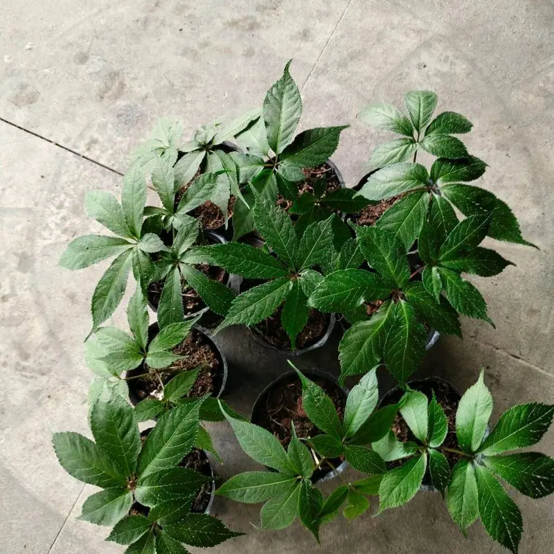 Cây giống sâm ngọc linh chuẩn sâm lai châu 5
