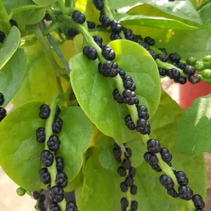 ANGKUNG MERAH BASELLA RUBRA KONSUMSI / BENIH