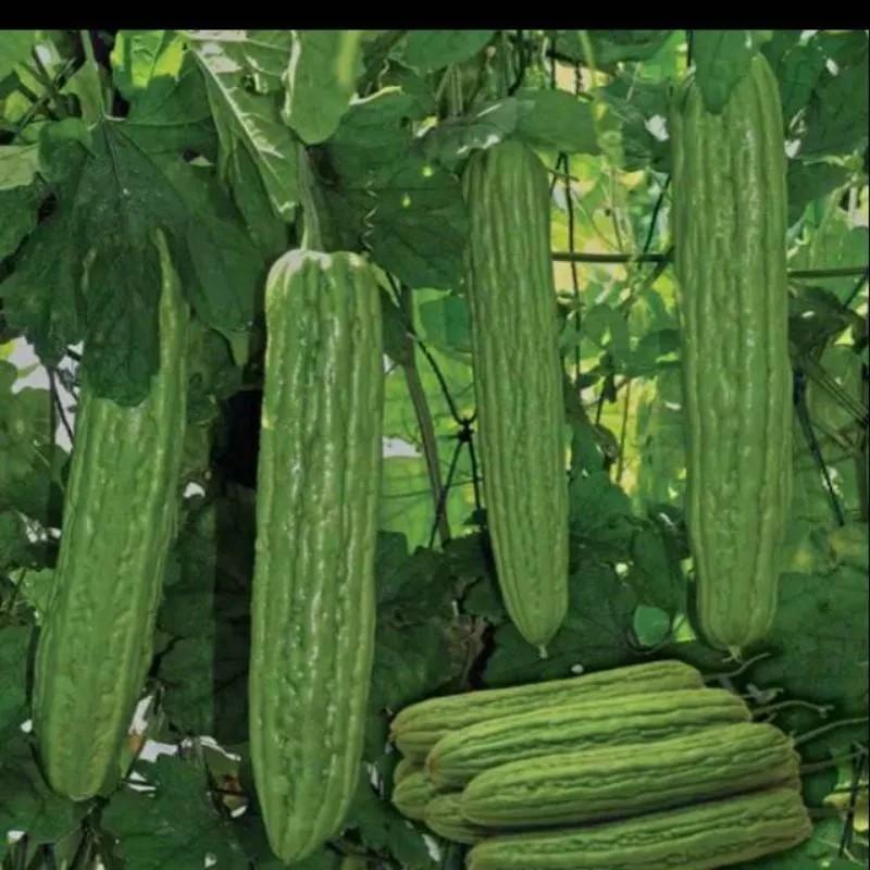 40 BENIH BIJI PARE LIPA F1 sayuran