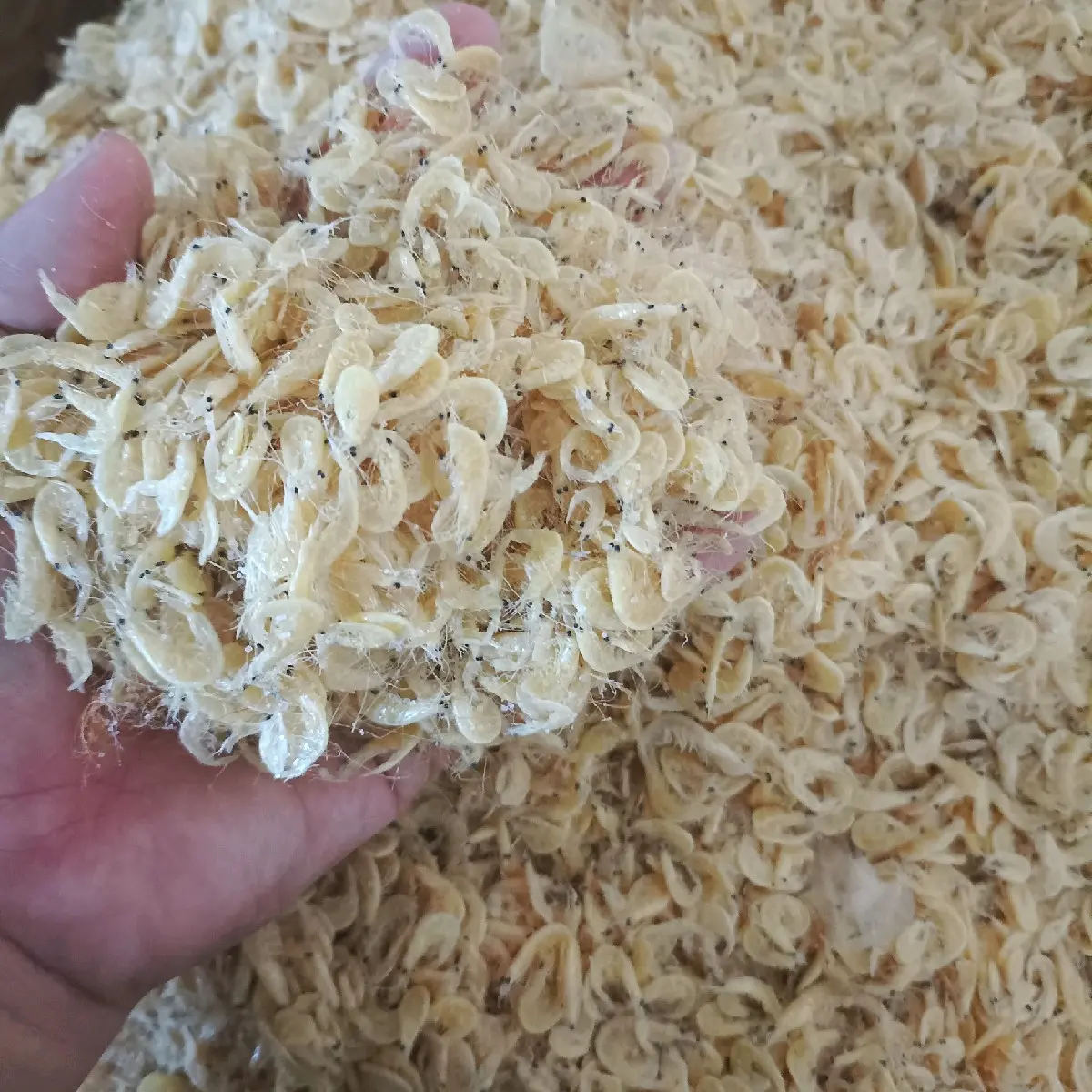 UDANG REBON JERUK KASAR/JUMBO KERING Asin