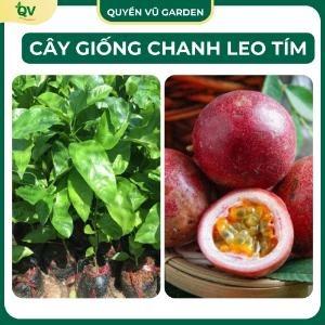 (C20) Cây Giống Chanh Leo Tím Giống Cây Phát Triển Nhanh Cho Quả Sớm Năng Suất Cao 0