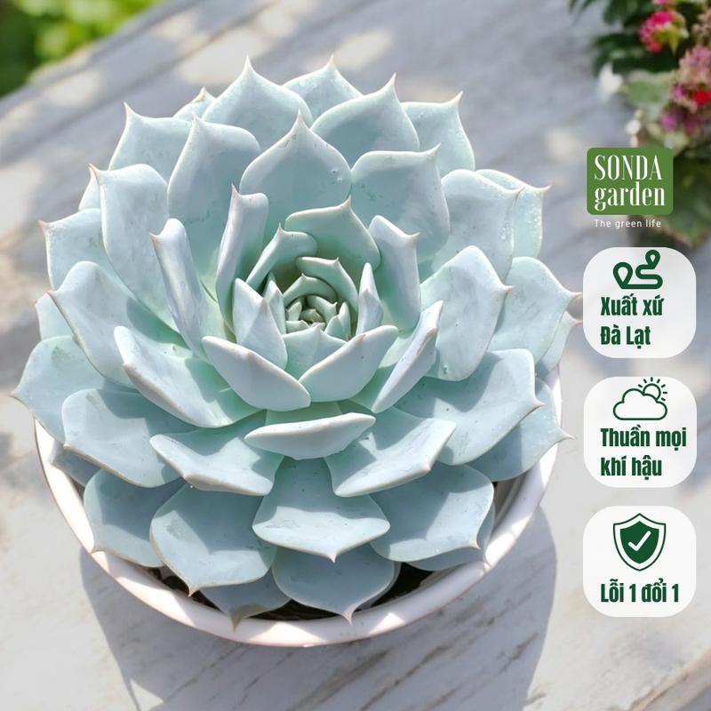 Sen đá ngọc trinh SONDA garden size trung bình 10-12cm, cây sen đá, sen đá đẹp trang trí nhà cửa.