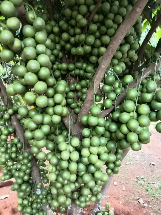 Cây giống Dâu xanh Gia Bảo (dâu da xanh), cây dâu xanh 7
