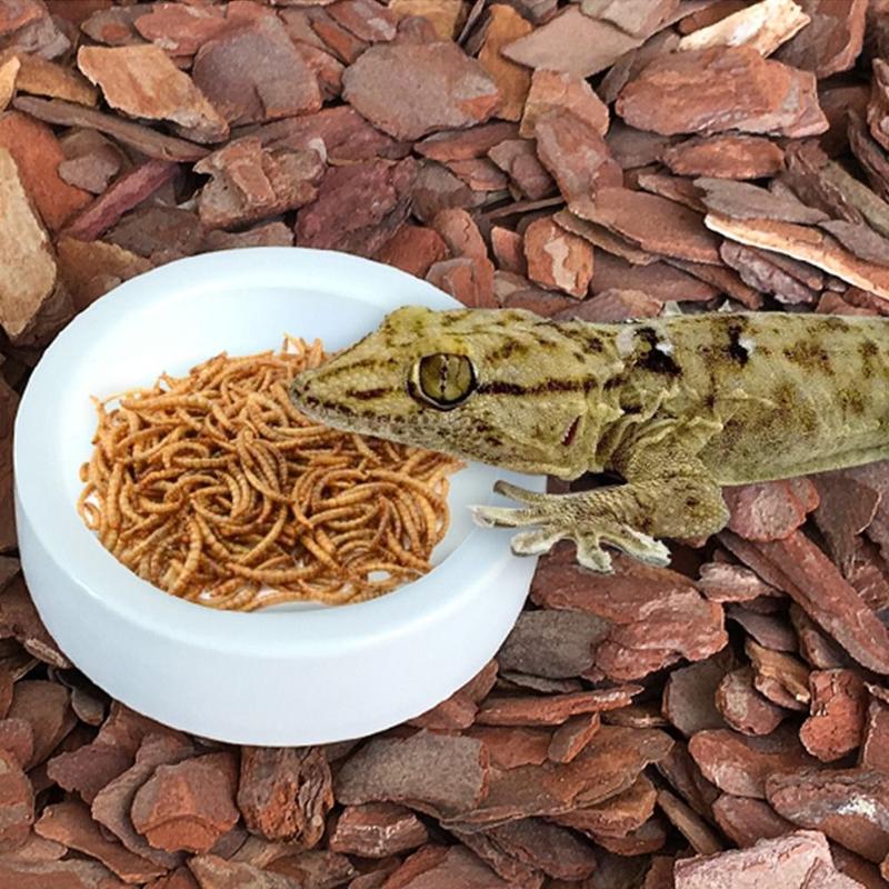 Product Introduction of Creative Ceramic Lizard Bowl White Round Reptile Feeding Dish Escape Proof Aseptic Food Container Amphibians 9