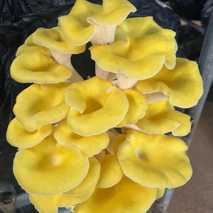 Tinh Hoa Thảo Dược