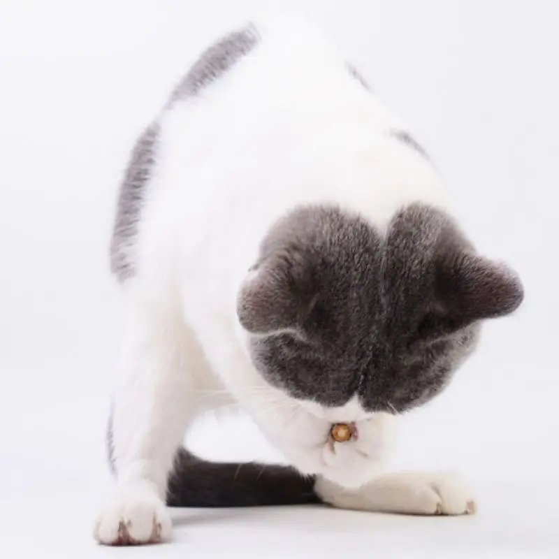 Stick Kucing Catnip Mainan Kucing Naturan - Anti Stress Kucing Catnip Snack Kucing Toys 6