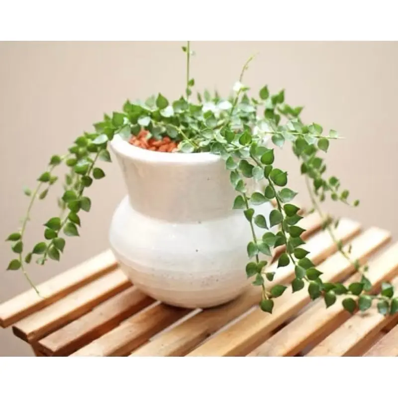 Cây Lan Tim - Decor siêu xinh, giá rẻ, dễ chăm sóc - |Vườn Như Ngọc| 5