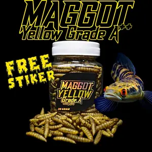 Maggot Yellow Grade A++ untuk channa yellow sentarum, auranti, blue pulchra, maru (kemasan baru) SaintHan