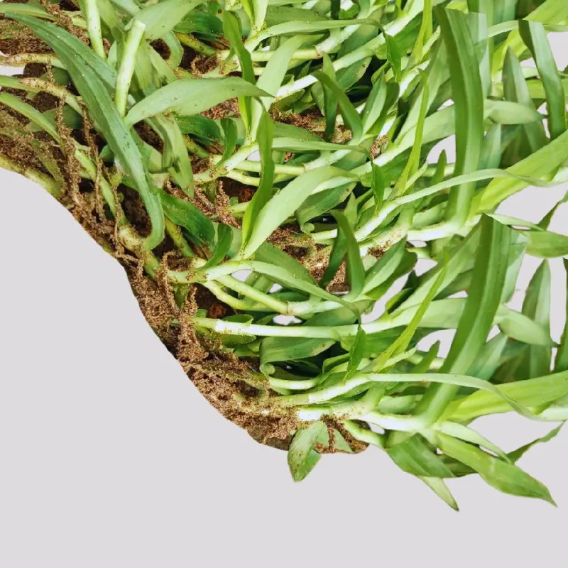 ba bầu,03 bầu LINH CHI THẢO rất nhiều cây thích hợp tách ra xử dụng,  nhân giống, cỏ dạ DẦY,  CỎ BAO TỬ- TỶ LỆ SỐNG 99% - Trồng chậu, thùng xốp, luống đất. 1