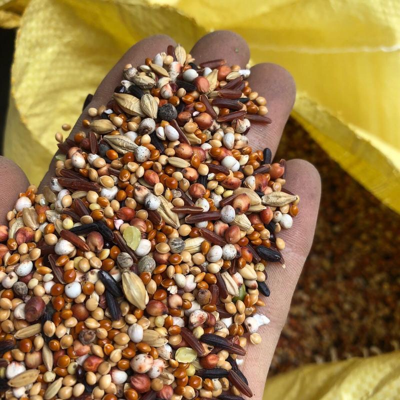 5kg ngũ cốc chim cu gáy đa đa vẹt bồ câu 15 loại hạt không ngô