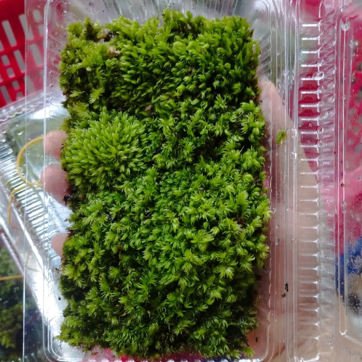rêu cushion