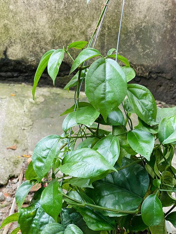 Cây Lan Hoàng Dương - Kích thước giao động 60+ cm - Hoa vàng rực rỡ - Mang vẻ đẹp tinh tế! Hoa Kiểng Mặp 6