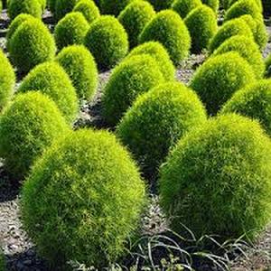 100 granos de quingombó verde ornamental masa esférica ideal para setos temporales y puntos focales de jardín fácil de cultivar