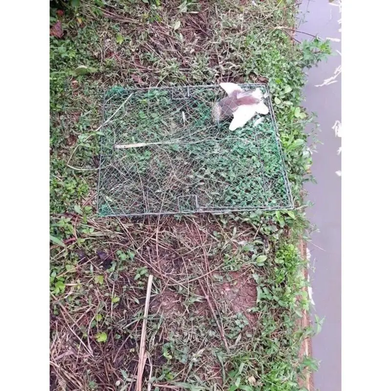 Lồng Bẫy Gà, Chim, Bìm bịp, Cò 1