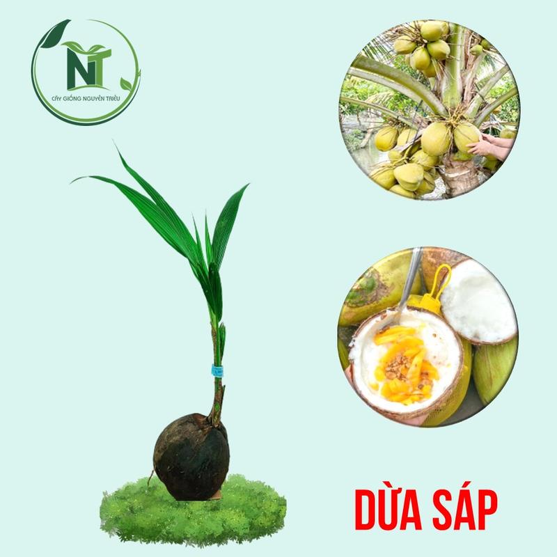 Cây Cây Giống Dừa Sáp Đặc ruột cực ngon