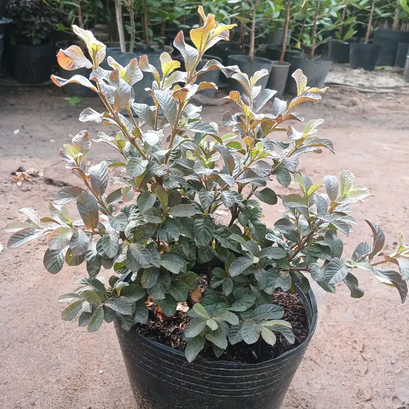 Chậu Cây ỔI TÍM  Chưa hoa ( ổi tím lá nhỏ chậu c9 cao 20cm đến 30cm Chưa hoa) 8