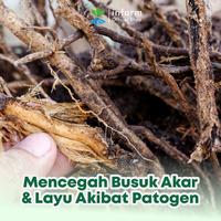 Gambar INFARM - Paket Anti Jamur Akar Tanaman, Trichoriza dan Miracle Powder Asam Humat, Atasi Busuk Akar, Cegah Layu dan Pulihkan Kesuburan Tanah dari Infarm Kota Surabaya 5 Tokopedia