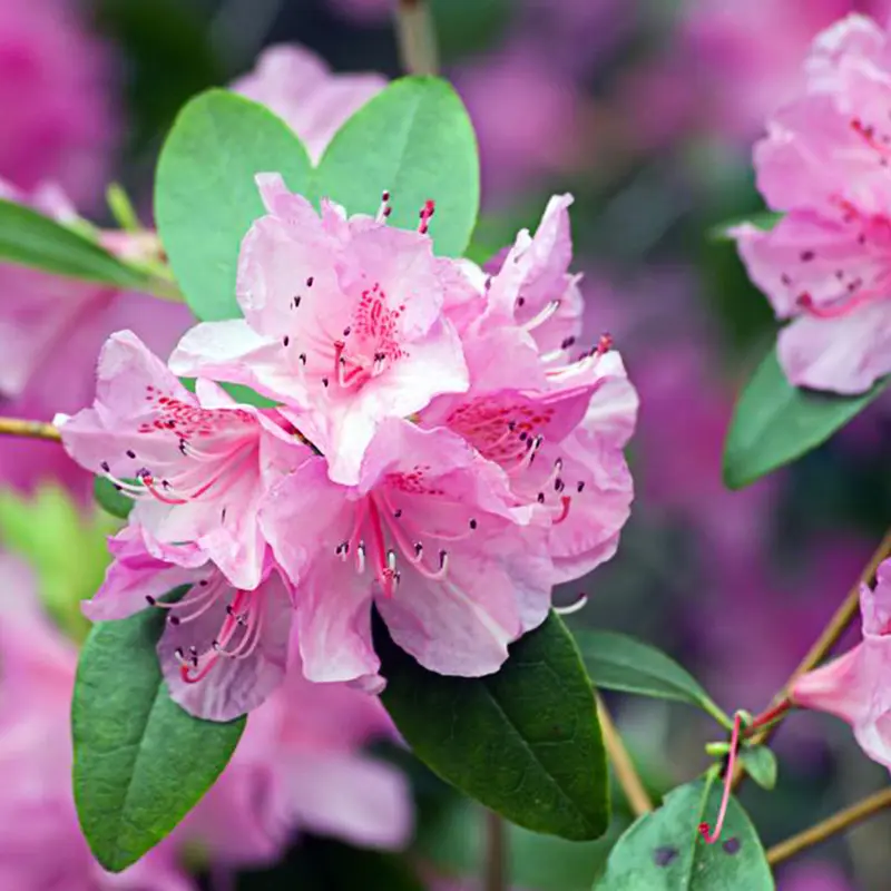 50Pcs/Bag Rhododendron Seeds Easy Planting Fast-growing Evergreen ...