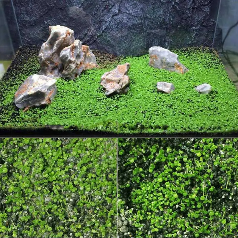 AShop Bibit Rumput Air Dekorasi Aquarium Landscape Ornament 10g 3