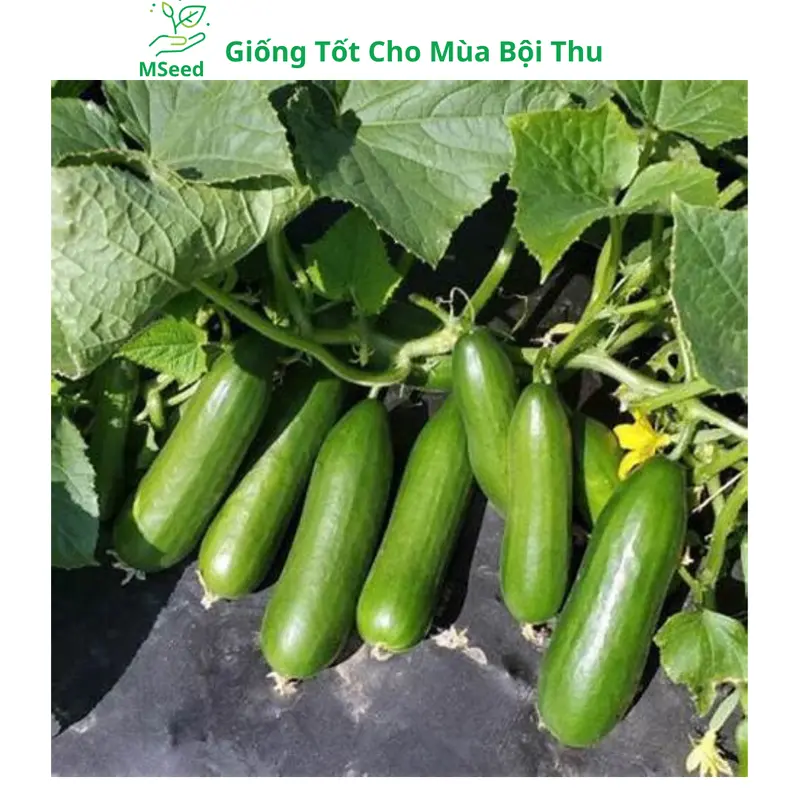 Hạt giống Dưa Leo Chùm siêu trái, Dưa Chuột Chùm dễ trồng năng suất cao - Mseed 5