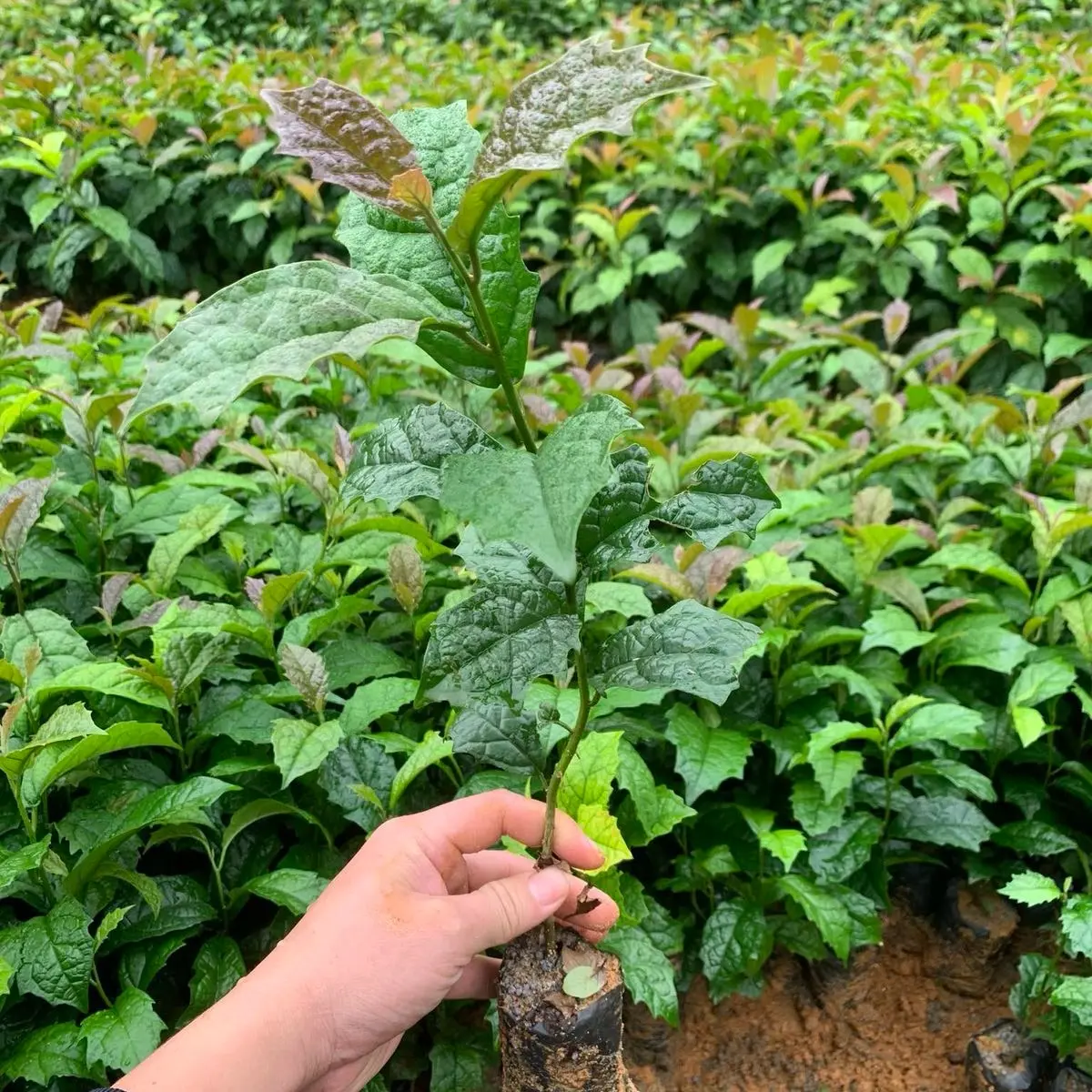 Combo 10 cây giống Xạ Đen
