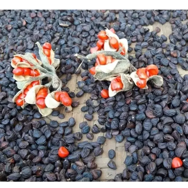 200G HẠT DỔI NẾP SÔNG MÃ | LỰCTÂY BẮC gia vị