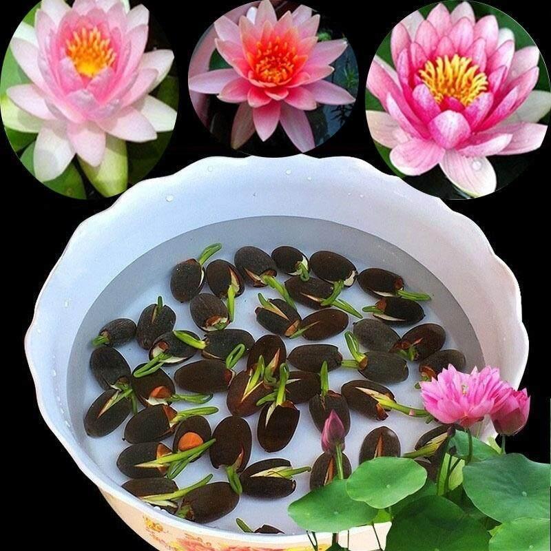 Product Introduction of 20 Seeds/pack Mixed Lotus Water Lily Seeds Flower Seeds for Planting Flowers Bonsai Seeds Hydroponic Plant Seeds 16