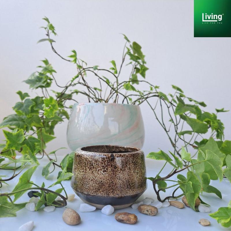 Chậu trồng sen đá, xương rồng, tiểu cảnh sứ Bát Tràng , hình hạt rẻ kích thước 8x7cm. l Living Decor 5