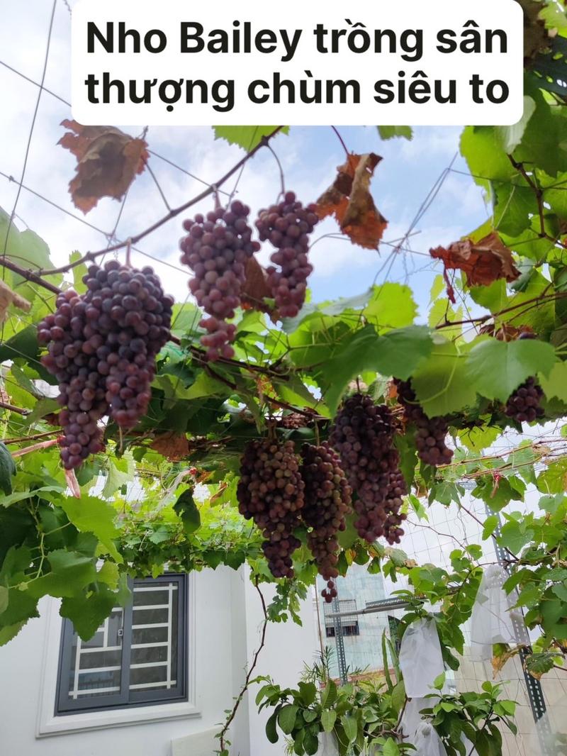 Product Introduction of Hai cây nho giống 1 kẹo 1 bailey 3