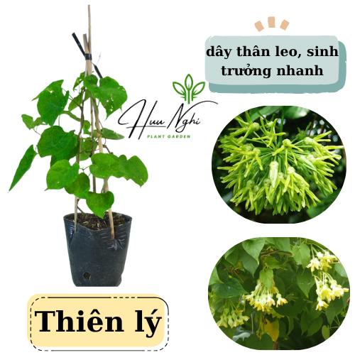 Cây giống Dây hoa thiên lý, cây leo giàn, cây thiên lý