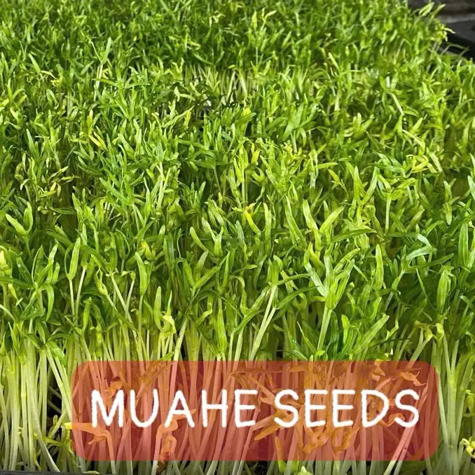 Hạt giống mầm rau muống Phú Nông - Gói 1kg 0