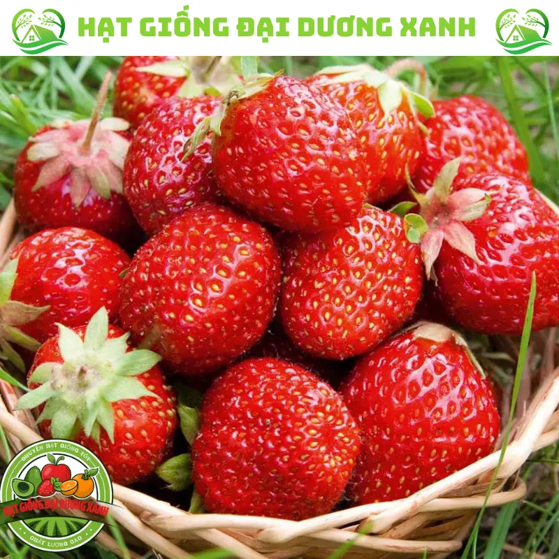 Hạt giống dâu tây khổng lồ dễ trồng dễ chăm nhanh ra trái