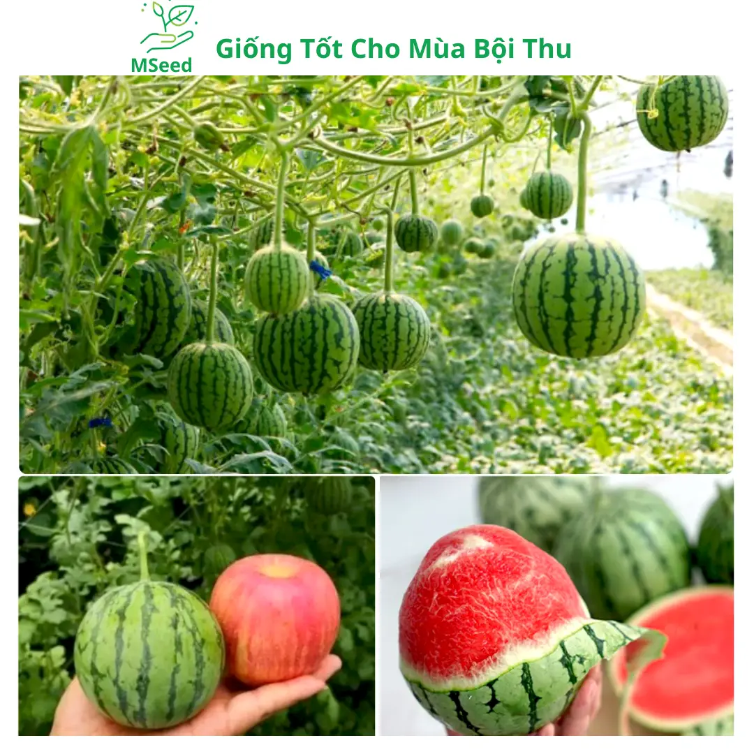Hạt giống Dưa Hấu Táo baby siêu ngọt dễ trồng năng suất cao - MSeed