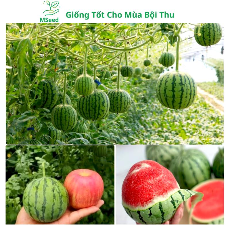 Hạt giống Dưa Hấu Táo baby siêu ngọt dễ trồng năng suất cao - MSeed