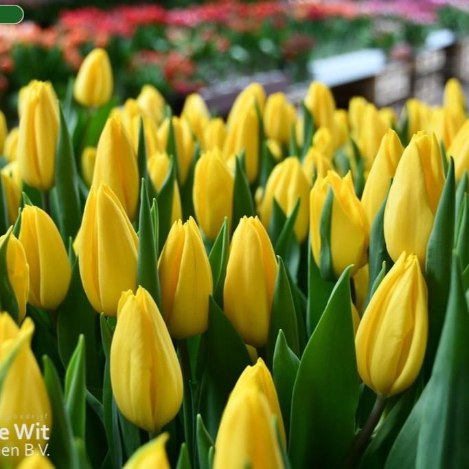 Combo 5 củ Tulip Vàng Strong Gold