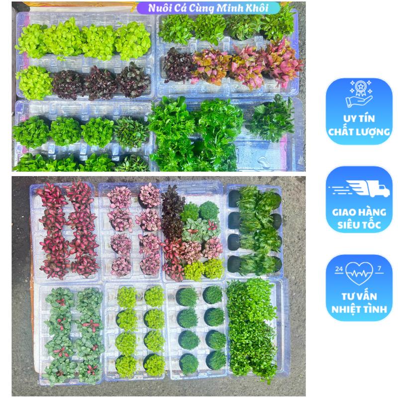 Combo 5 cây gắn giá thể sẳn. Trồng ngoài trời trong nhà không cần đất nền không cần CO2 [Quà tặng kèm] - caythuysinh