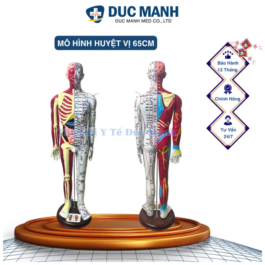 Mô hình huyệt vị cơ thể người 65cm- Mô hình huyệt vị - Mô hình châm cứu - Mô hình kinh lạc
