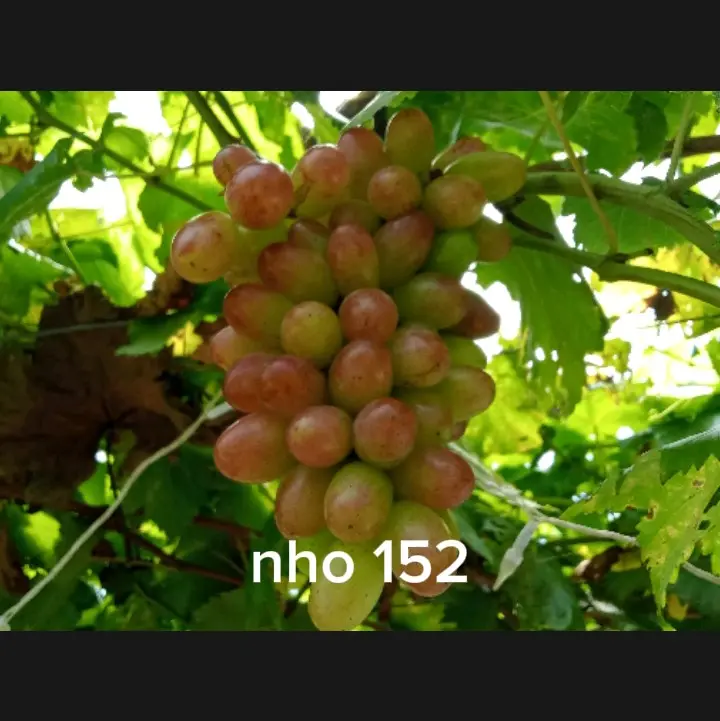 Cây nho giống: nho ngón tay đỏ 152