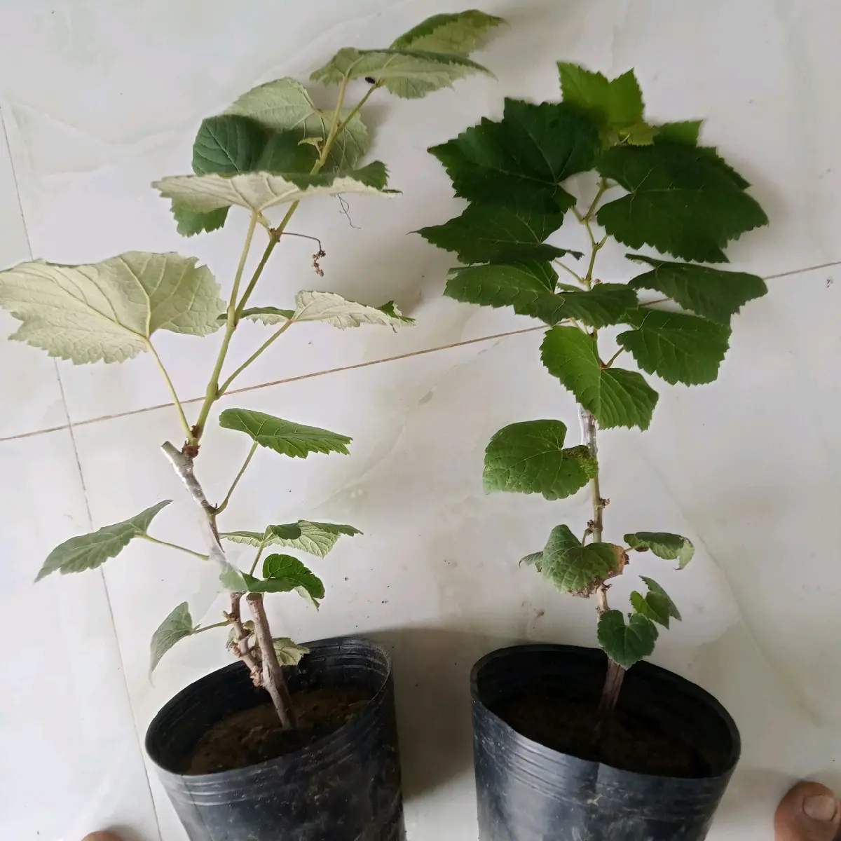 Combo 2 cây nho kẹo 126 ( cây nho giống).