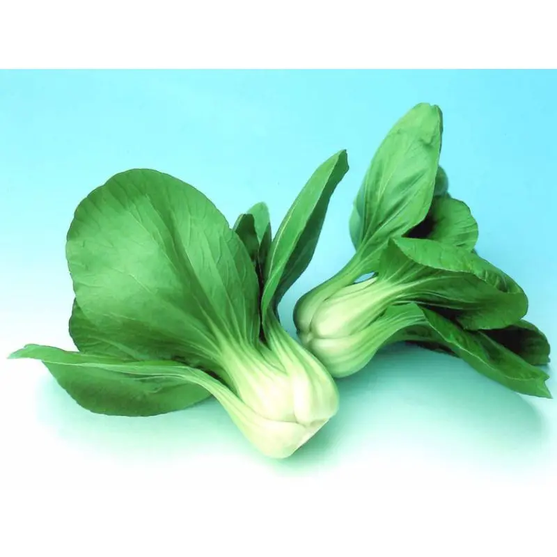 200 benih / biji sawi sendok pak choi bibit sayuran pakchoy Nauli Cabbage bisa hidroponik Bibit Sayuran Benih Sayuran Seribuan 3