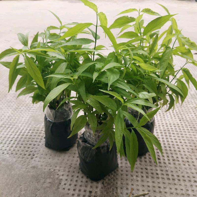 Cây xương khỉ (cây bìm bịp) giống, cây giống trồng bằng thân. Chậu 15-20 cây, cây dễ sống, dễ phát triển, dễ chăm sóc. 9