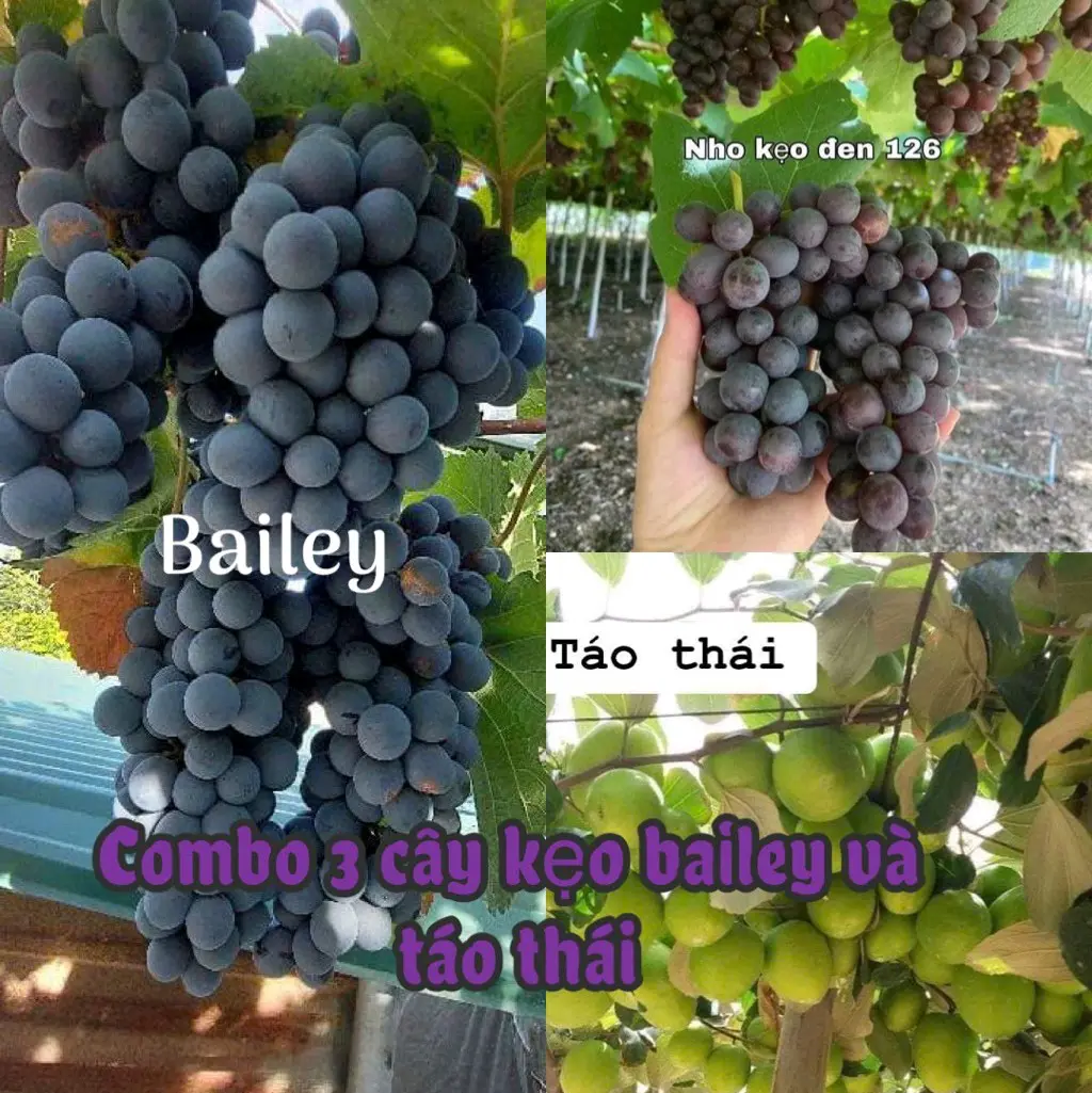 Combo nho kẹo và Bailey +táo thái