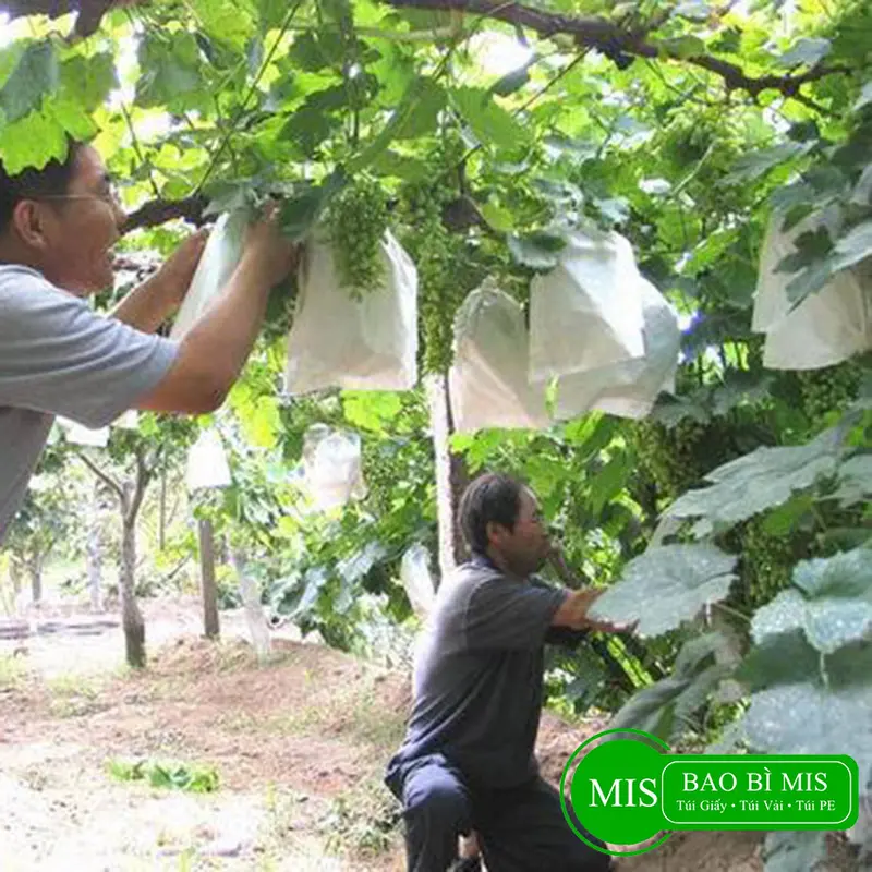 Set 100 Túi bọc trái cây chống côn trùng vải không dệt BAO BÌ MIS, túi bọc bưởi, bao bọc ổi, xoài, mãng cầu, na, mận 8