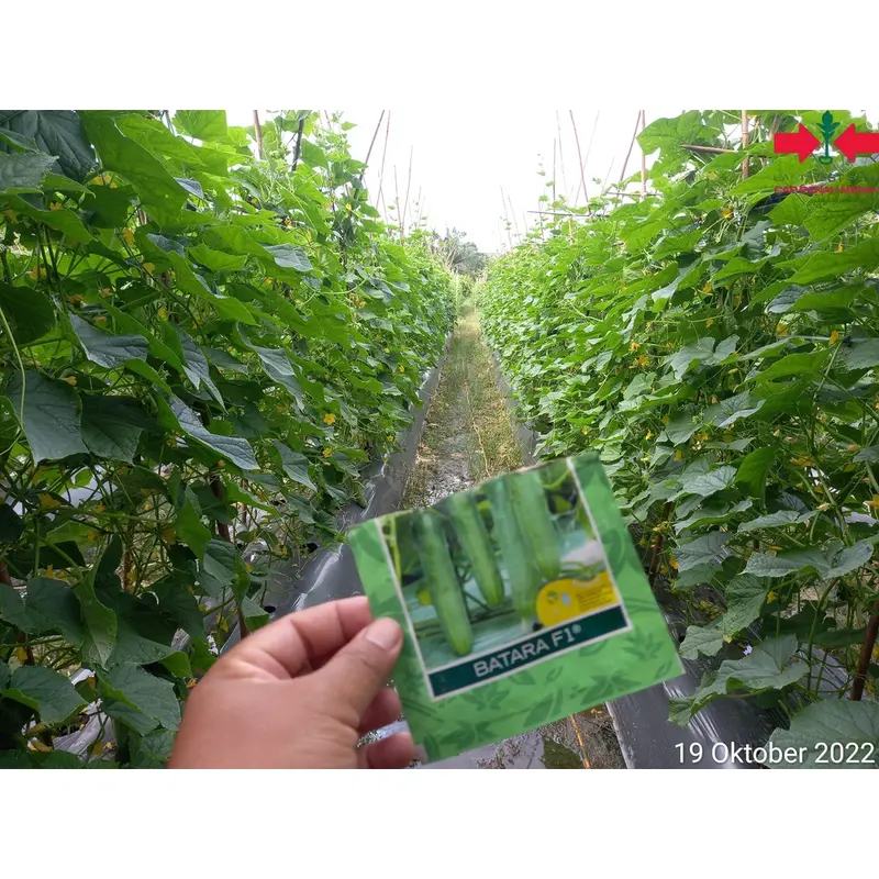 Benih Bibit Tanaman Timun BATARA F1 800 butir dan 150 butir dari Cap Panah Merah 4