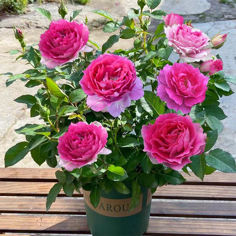 Product Introduction of ปลูกง่ายมีคุณภาพดี ดอกกุหลาบ บรรจุ 100 เมล็ด คละสี Colorful Rose Seeds เมล็ดดอกไม้ เมล็ดบอนสี ต้นไม้มงคล บอนสี ดอกไม้ปลูกสวยๆ บอนสีพันหายาก CODดอกไม้ ไม้ประดับ พันธุ์ดอกไม้ ต้นบอนสี ดอกไม้ปลูก แต่งบ้านและสวน Flower Seeds for planting 76