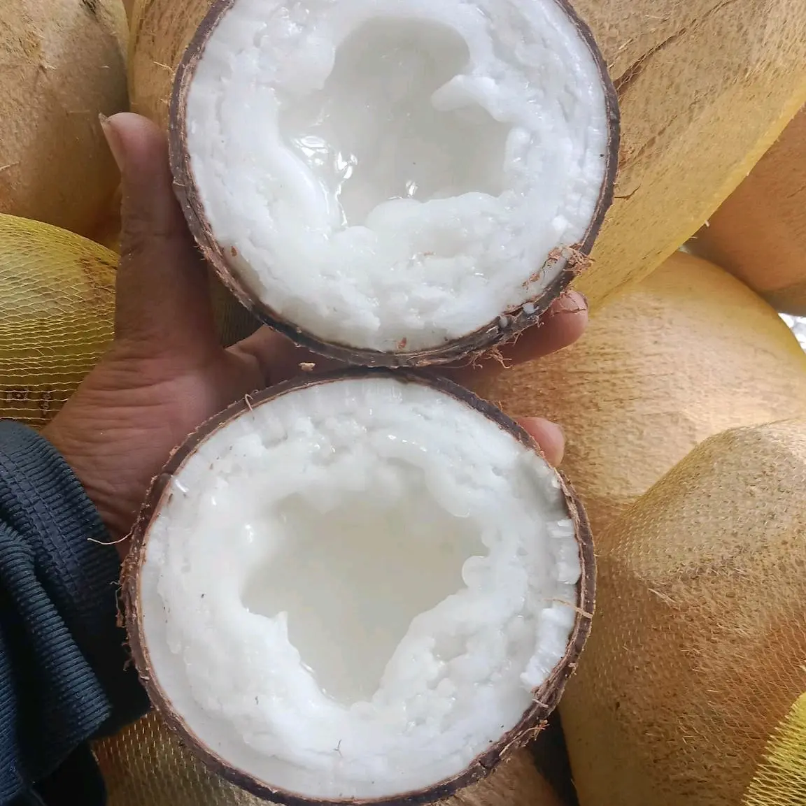 Dừa Sáp đặc Loại 1 size nhỏ, 600-900g