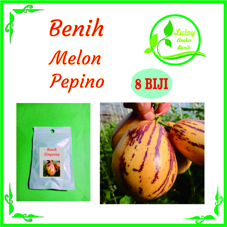 BENIH MELON PEPINO ISI 8 BIJI