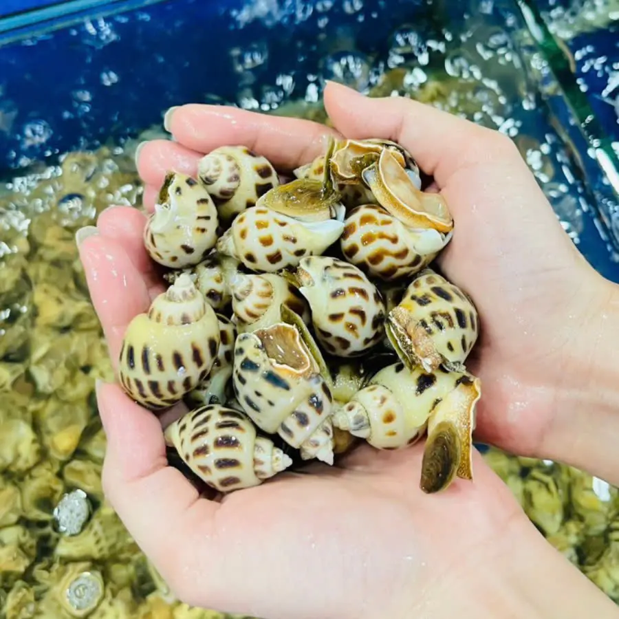 [Giao nhanh 2h] 300GR Ốc Hương Sữa Tươi Sống - Hải Sản Hoàng Gia - HCM