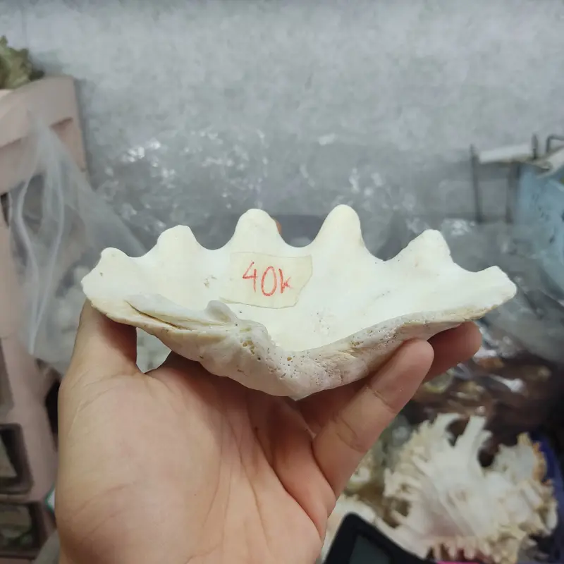 Bát ăn cho ốc mượn hồn nhỏ vân xà cừ lấp lánh 6-7cm 6