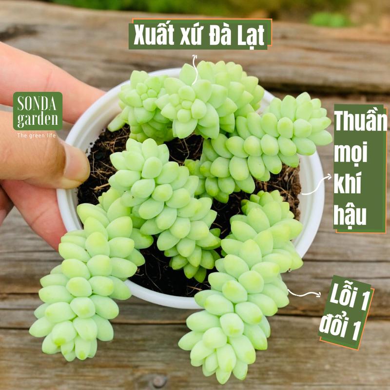 Combo 4 chậu sen đá chuỗi ngọc bi size trung bình 10cm kèm 1kg đất trồng Sonda garden cây sen đá sen đá đẹp trang trí nhà cửa